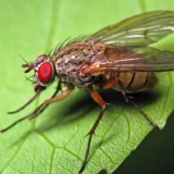 Lukova muha - kako se nositi s njom